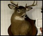 YOuth Hunting